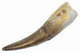 Fossil Plesiosaur (Zarafasaura) Tooth - Morocco #370238-1